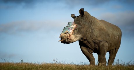 Hope, le rhinocéros aux cornes arrachées par un braconnier, vient de s'éteindre