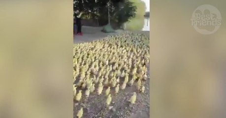 5000 canetons se jettent à l'eau pour la première fois