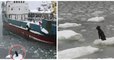 Un chien prisonnier des glaces sur un minuscule iceberg a été sauvé par des pêcheurs russes