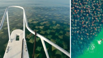 Golfe du Mexique : des touristes tombent face à un immense groupe de raies dorées