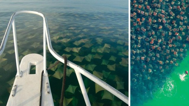 Golfe du Mexique : des touristes tombent face à un immense groupe de raies dorées