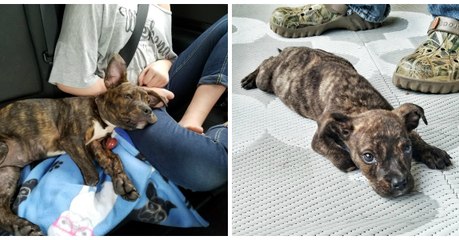 Ces chiots pitbulls allaient être euthanasiés à cause de leur race