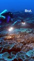Un asombroso arrecife de coral de aguas profundas descubierto en Polinesia