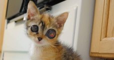 Ce chaton aux yeux globuleux a perdu la vue, mais il a gagné une maman en or