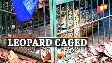 WATCH | Leopard Rescued From Near IIT Guwahati