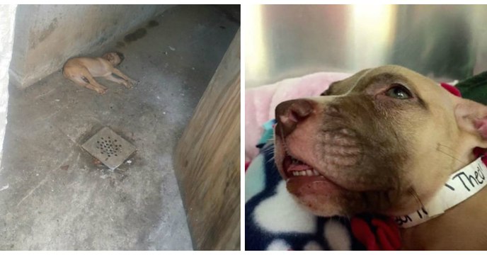 Ce chiot abandonné a été sauvé par un pitbull au grand coeur