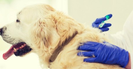 Un chien euthanasié par erreur par un vétérinaire en Suisse