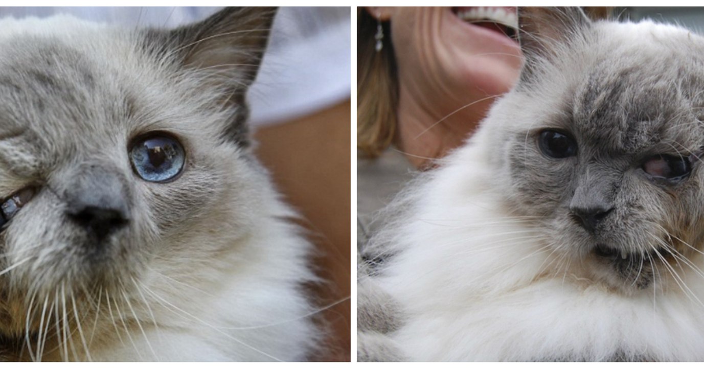 Voici le plus vieux chat à 2 têtes, qui a tout de même vécu jusqu'à l'âge de 15 ans!