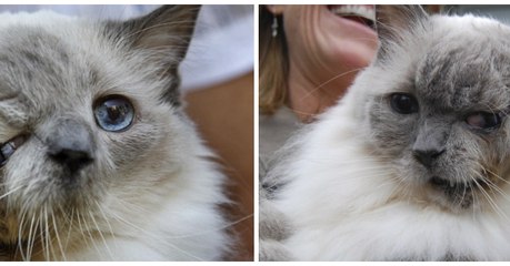 Voici le plus vieux chat à 2 têtes, qui a tout de même vécu jusqu'à l'âge de 15 ans!
