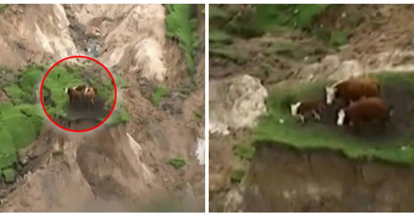 Ces 3 vaches ont été miraculeusement épargnées par le séisme en Nouvelle-Zélande