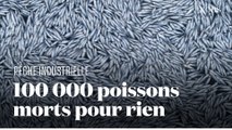 Pêche industrielle : des milliers de poissons morts retrouvés au large de La Rochelle