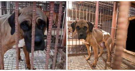 En Corée du sud, cette chienne était élevée dans une usine à viande pour finir dans une assiette...