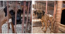 En Corée du sud, cette chienne était élevée dans une usine à viande pour finir dans une assiette...