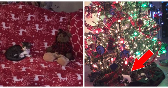 Cette chatte a accouché sous le sapin de Noël de 4 adorables chatons