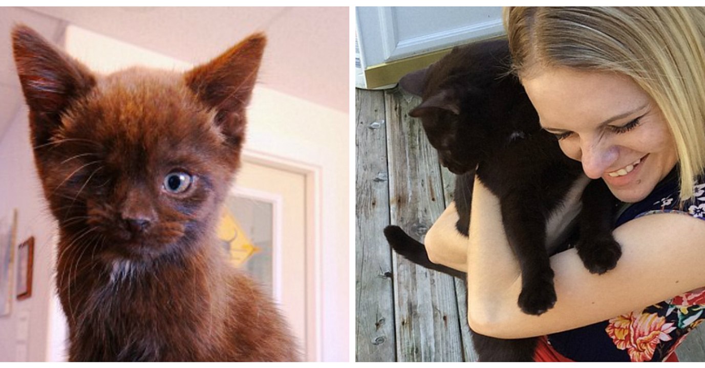 Ce chat pirate attendait désespérément d'être adopté, jusqu'à l'arrivée de cette femme