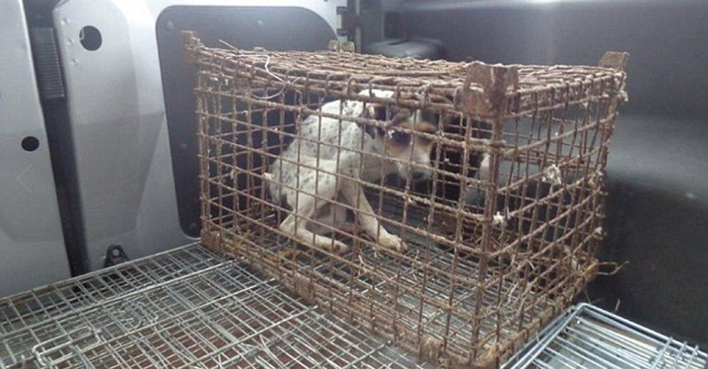 Cette chienne vivait enfermée dans une cage min...