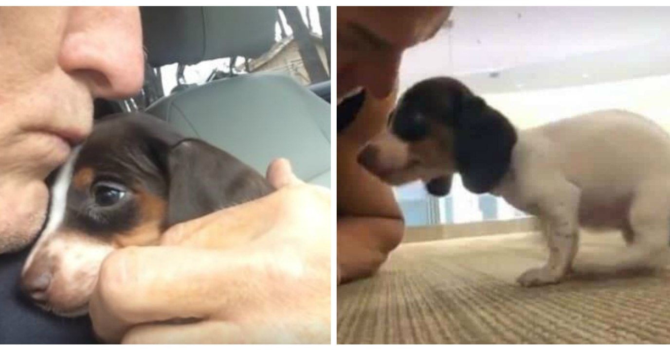 Ce chiot atteint d'une malformation neurologique peut enfin marcher et courir