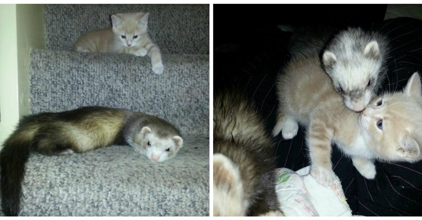 2 furets adoptent un chaton comme nouveau petit...