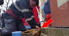 Un pompier fait du bouche-à-bouche à un chien après l'avoir sauvé d'un immeuble en flammes
