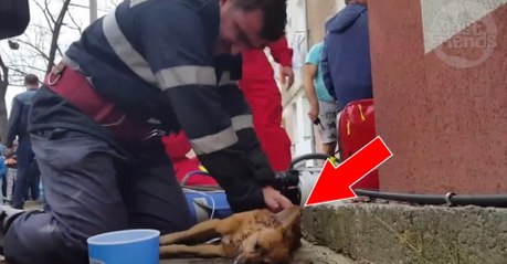 Un pompier fait du bouche-à-bouche à un chien après l'avoir sauvé d'un immeuble en flammes