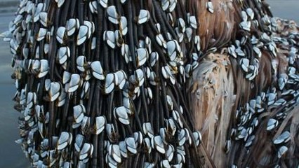 Nouvelle-Zélande : une très étrange créature vient d'échouer sur une plage...