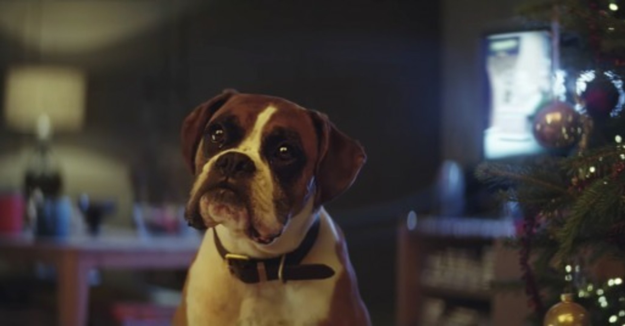 Un chien sur un trampoline ? Découvrez la nouvelle publicité pour Noël 2016  de John Lewis - Vidéo Dailymotion