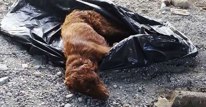Une femme découvre un chien abandonné enfermé dans un sac poubelle !