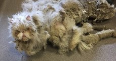 Ce chat persan à la fourrure très emmêlée traîne un véritable tapis de poils !