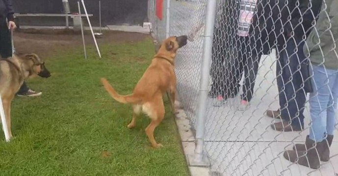 Cette chienne abandonnée au refuge voit ses anciens maîtres adopter un nouvel animal sous ses yeux !