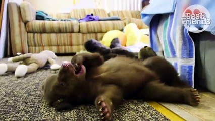 Chronotype : Savez-vous quel animal correspond à votre rythme de sommeil ?