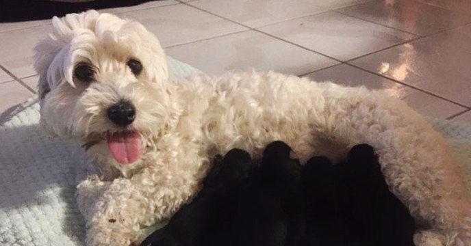 Un couple de chiens blancs donne naissance à 7 chiots... entièrement noirs!