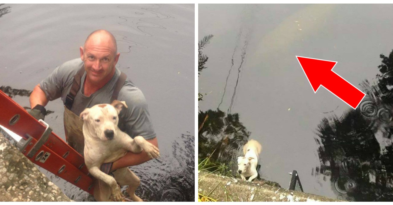 Un lamantin est resté veiller sur ce chien perdu dans l'eau d'une rivière