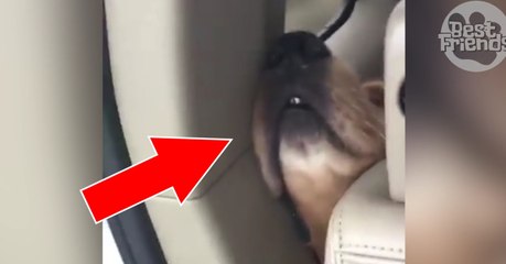 Ce chien dort en voiture dans une position vraiment improbable !