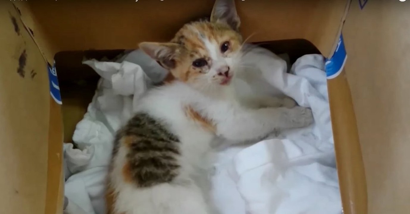 Un homme sauve un chaton paralysé après être to...
