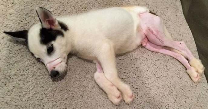 Avant d'être sauvé, ce chien maltraité avait les pattes brisées et la gueule muselée avec des élastiques !