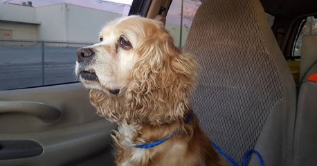 Abandonné au refuge, ce chien voit ses maîtres repartir avec un animal plus jeune