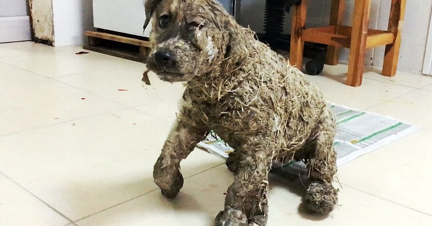 Un homme sauve un chien maltraité, couvert de colle et de boue !