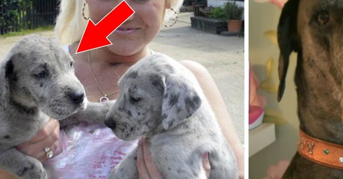 Voici Freddy, le chien le plus grand au monde !