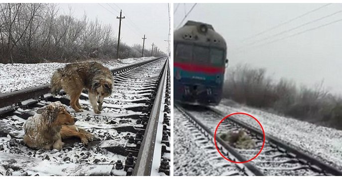 2 chiens couchés sur les rails se font rouler dessus par un train !