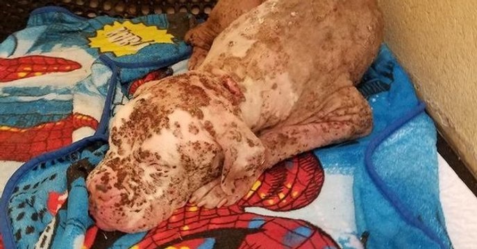 Un chien se fait piquer par des centaines d'abeilles avant d'être abandonné par ses maîtres