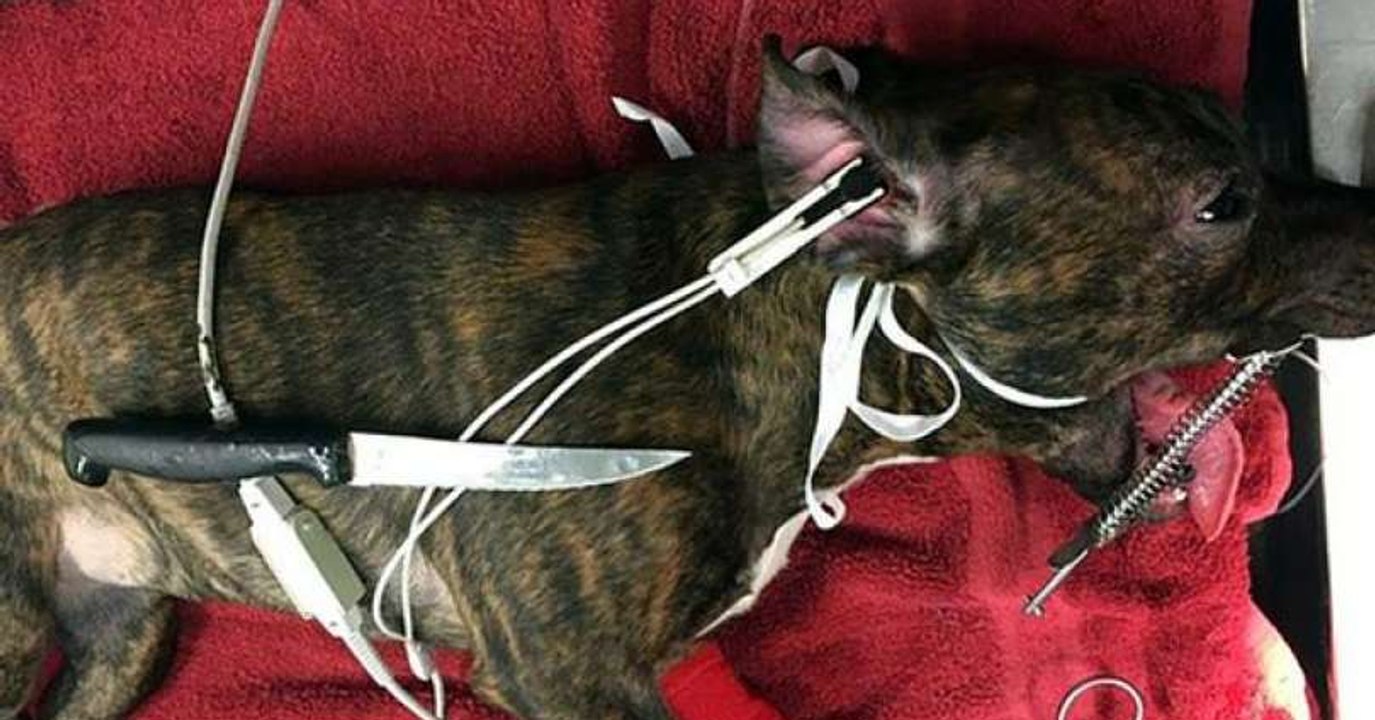 Un vétérinaire sauve un chien qui a avalé un couteau à viande !