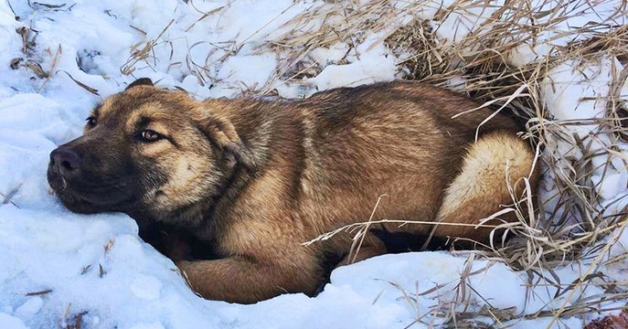 2 adolescents sauvent un chiot percuté par une voiture et caché dans la neige