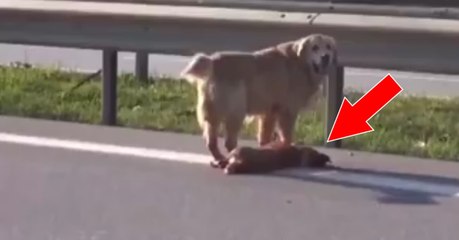 Un chien protège son compagnon après qu'il ait été percuté par une voiture sur l'autoroute