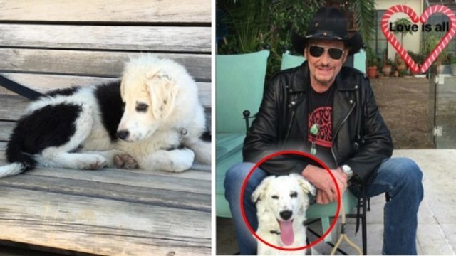 Johnny Hallyday : voilà ce qu'est devenue la petite chienne, nommée Cheyenne, que la célébrité avait adoptée ?