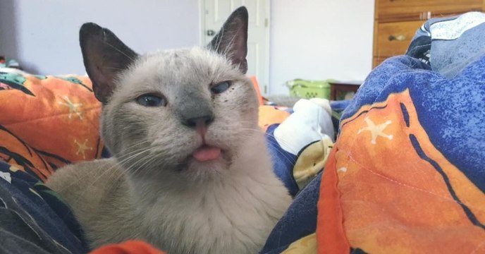 Une femme adopte un vieux chat traumatisé après avoir été abandonné en refuge