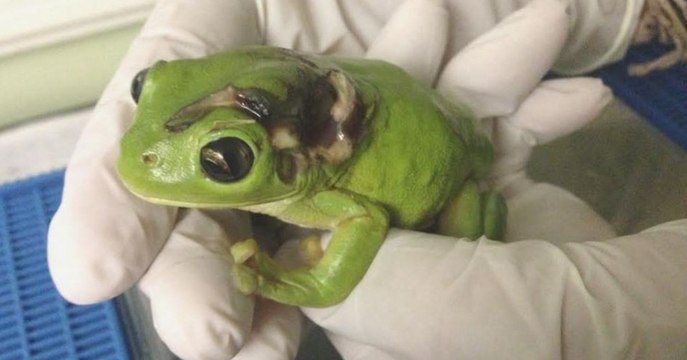 Une femme écrase une grenouille avec sa tondeuse à gazon mais parcourt plus de 800km pour la sauver