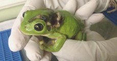 Une femme écrase une grenouille avec sa tondeuse à gazon mais parcourt plus de 800km pour la sauver