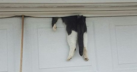 Un policier sauve un chat coincé au plafond sur une porte de garage