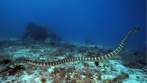 Le serpent de mer est-il dangereux ?