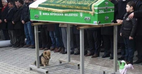 Un chien dit adieu à son maître pour son enterrement